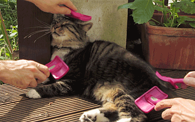 GIF of a cat with his servants